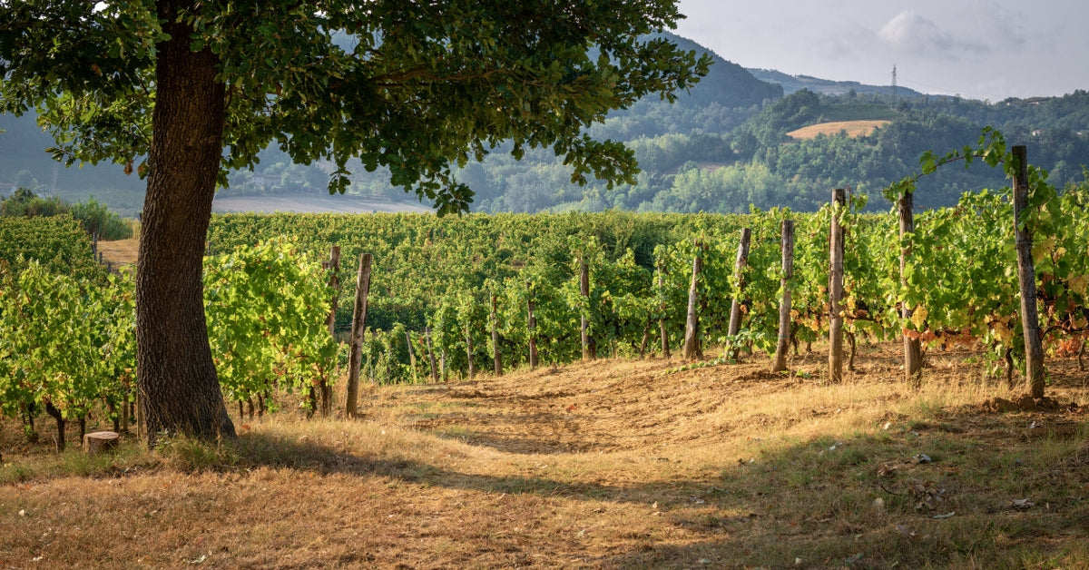 La Scapina di Serena Reggio | Vini e Nocciola Piemonte I.G.P