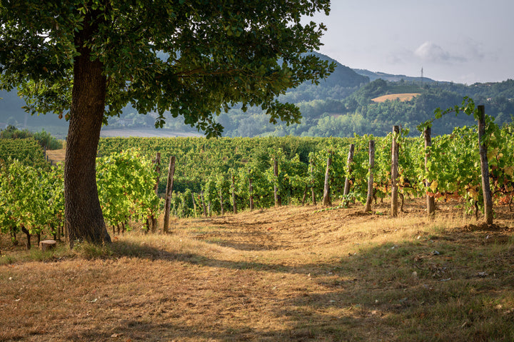 La Scapina di Serena Reggio